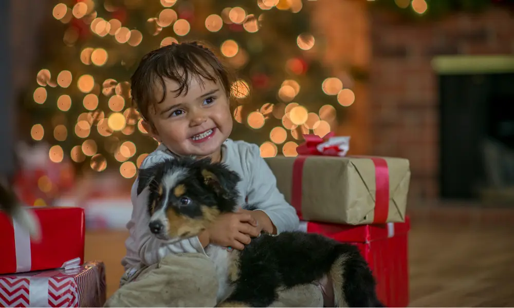 Quer ter um cachorro? Não perca essas dicas Quer ter um cachorro? Não perca essas dicas