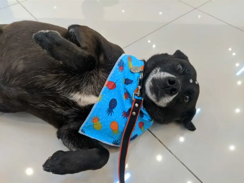 adoção
