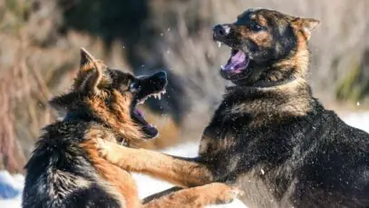 cães mais bravos
