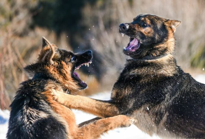 cães mais bravos