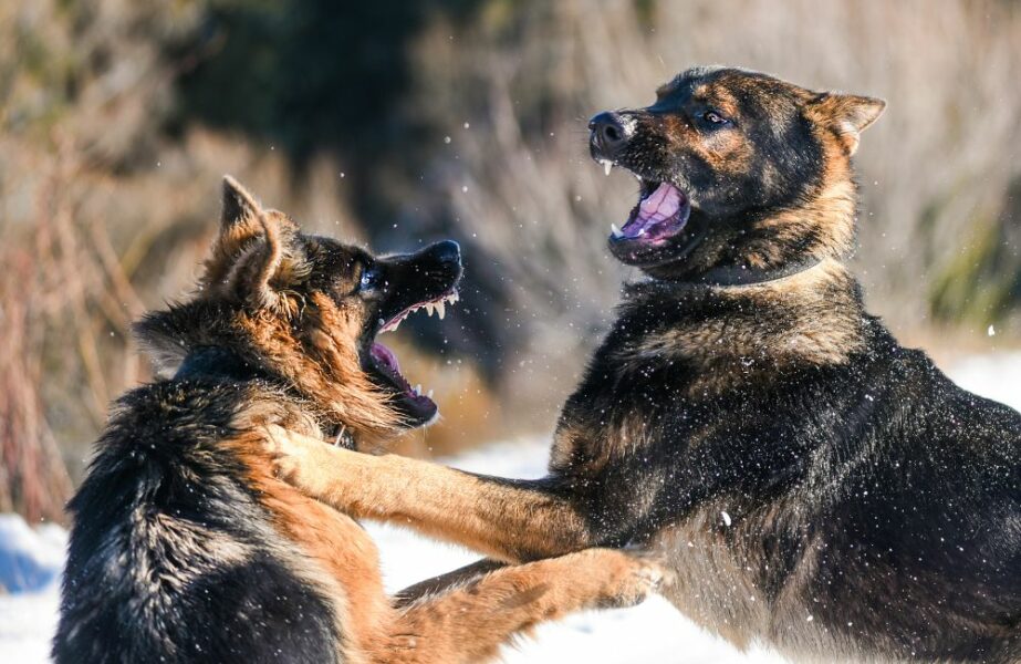 cães mais bravos