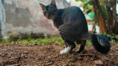 GIÁRDIA EM GATOS