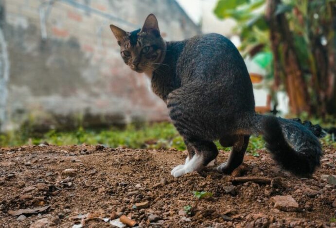 GIÁRDIA EM GATOS