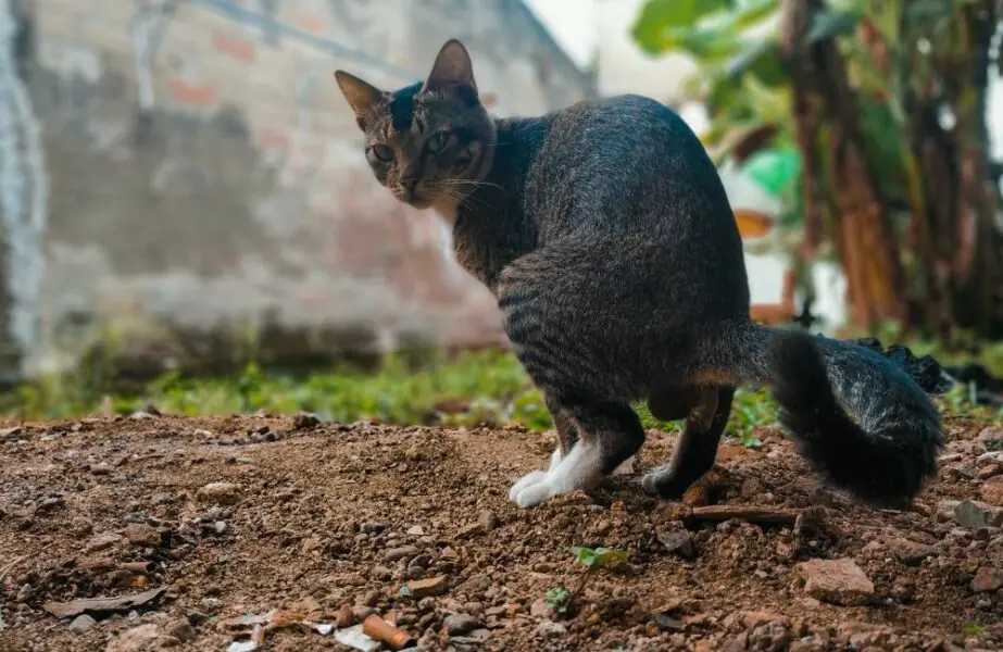 Design sem nome (12) GIÁRDIA EM GATOS