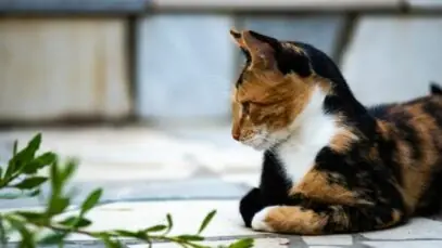 Gatos comem barata