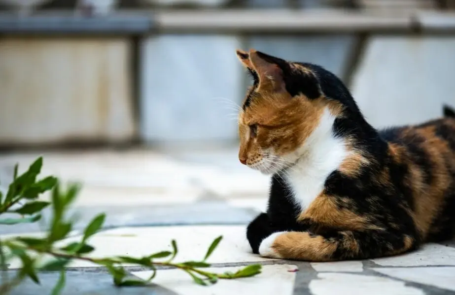 Gatos comem barata