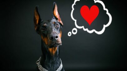 Design sem nome (14) Memória dos cães