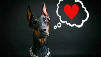 Memória dos cães