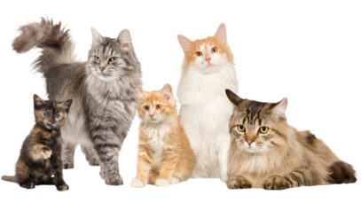 Eventos de gatos