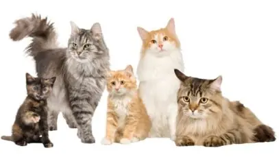 Eventos de gatos