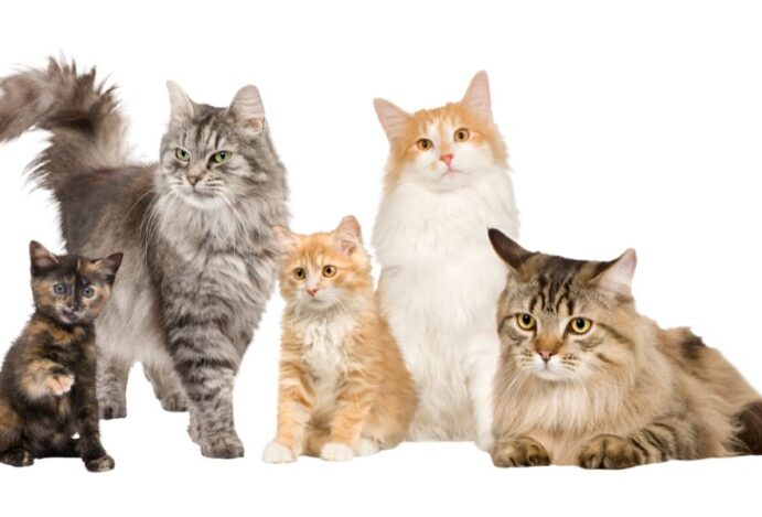 Eventos de gatos