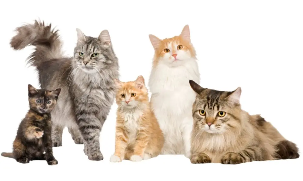 Eventos de gatos
