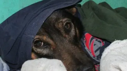 Cachorro com frio