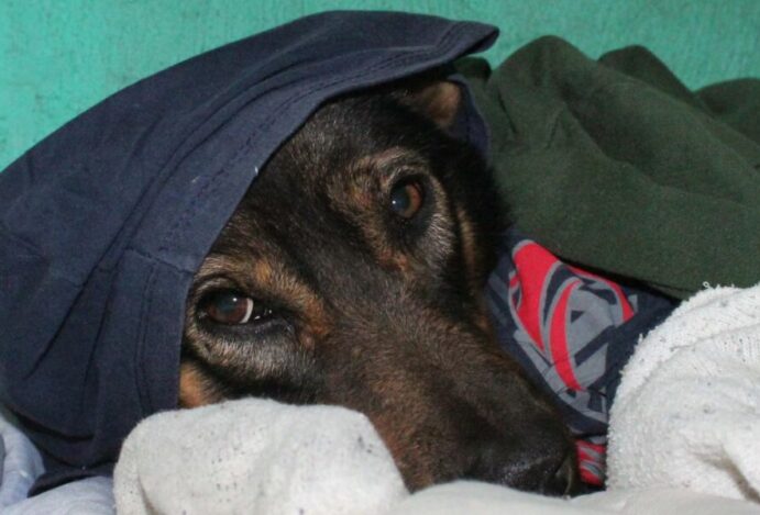 Cachorro com frio