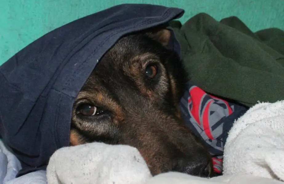 Design sem nome (18) Cachorro com frio