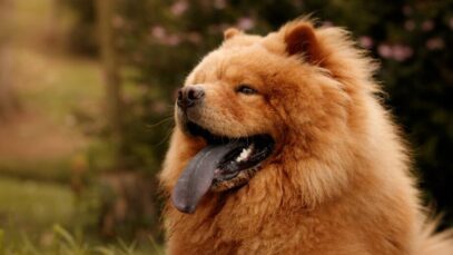 língua do chow chow