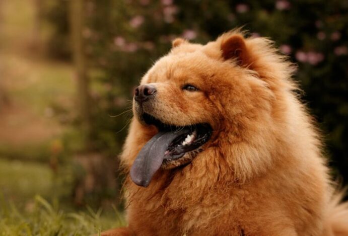 língua do chow chow