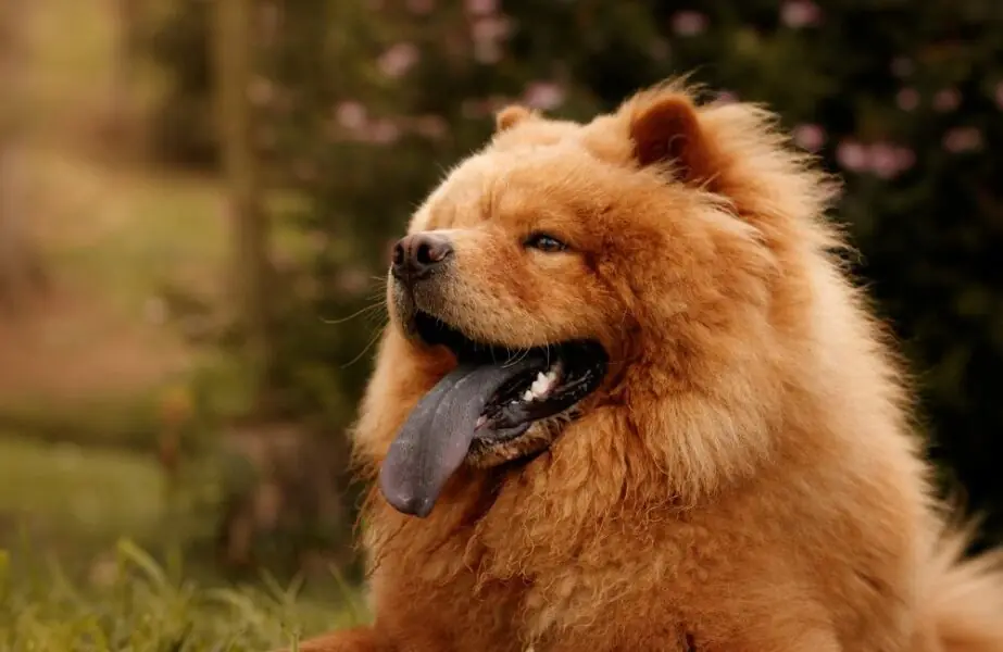 língua do chow chow