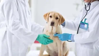 veterinário