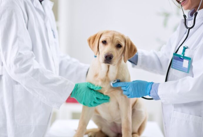 veterinário