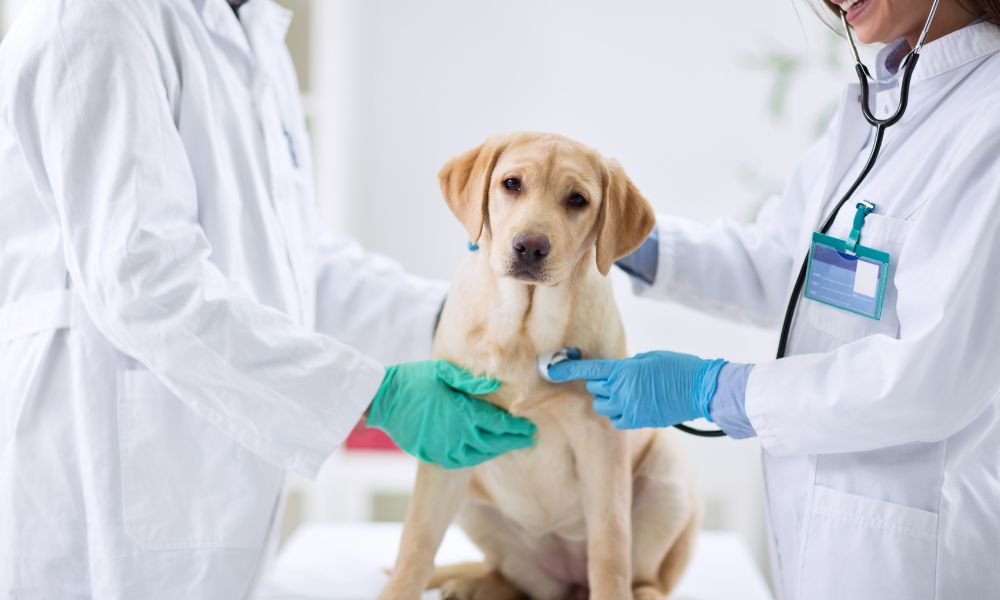 Design sem nome (20) veterinário