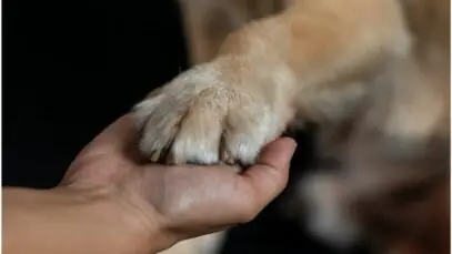 cães mais dóceis