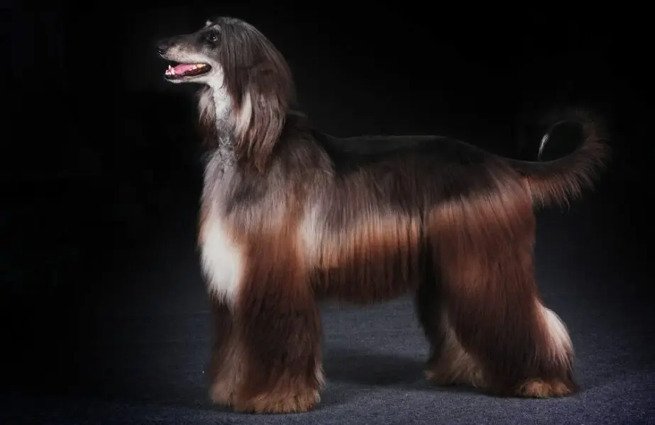 Design sem nome – 2023-06-02T144738.175 cães mais dóceis