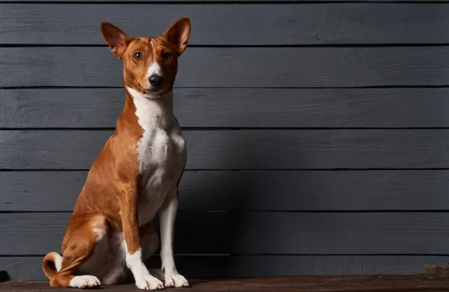 Design sem nome – 2023-06-02T145748.800 cães mais dóceis