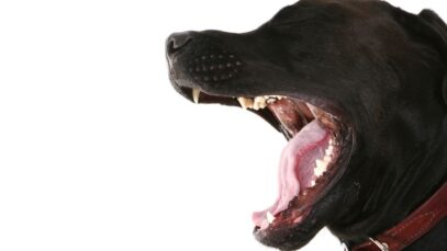 Sons dos cães