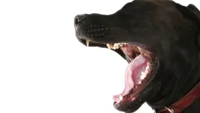 Sons dos cães