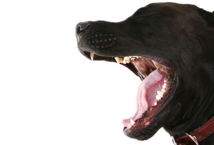 Sons dos cães