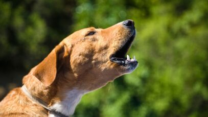 Cachorro latindo para o nada
