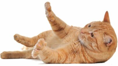 Design sem nome – 2023-06-07T170804.074 Gato com dor na coluna