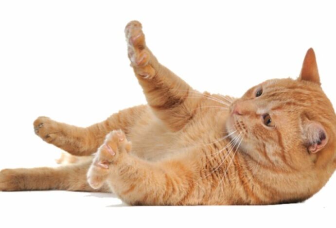 Gato com dor na coluna