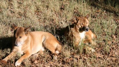 Cães selvagens