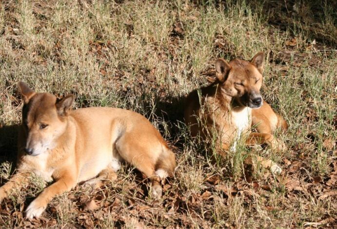Cães selvagens