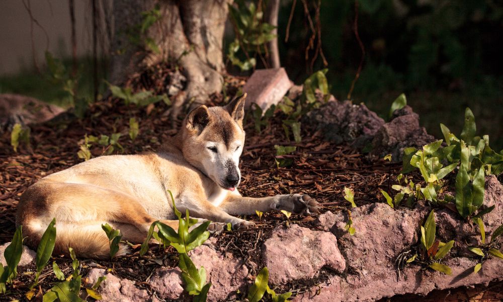 Cães selvagens