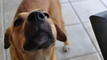 O que explica um cão cheirar as partes íntimas dos humanos?