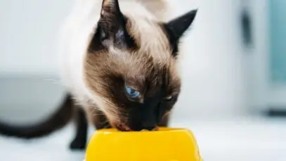 Cães e Gatos