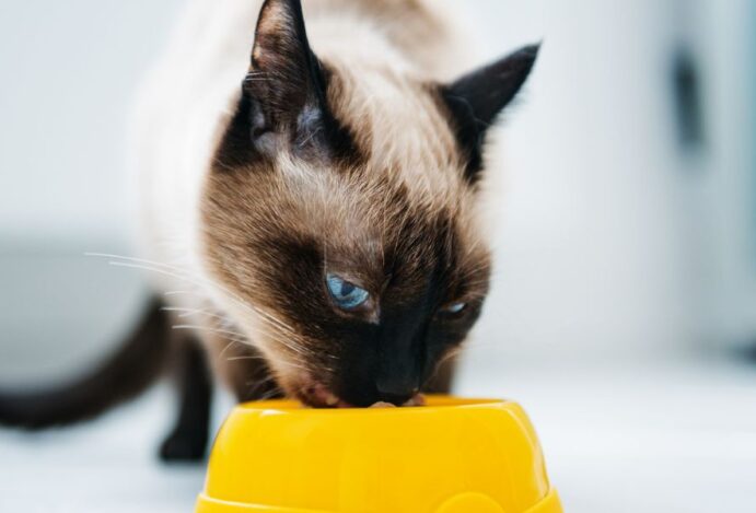Cães e Gatos