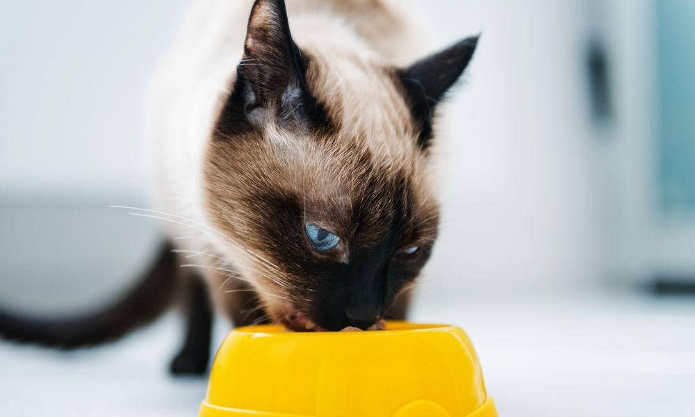 Cães e Gatos