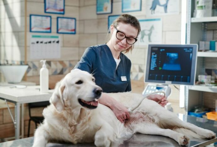Indústria veterinária