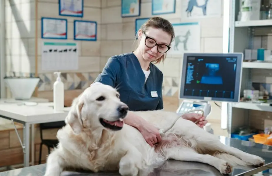 Indústria veterinária 