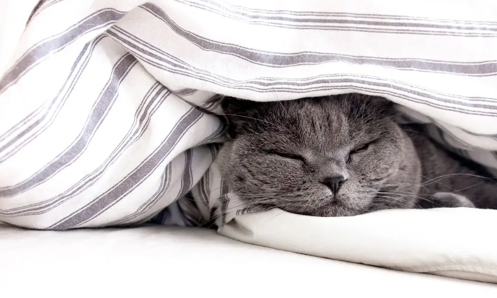inverno
