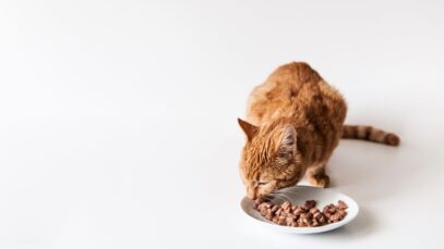 Alimentos úmidos