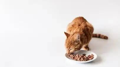 Alimentos úmidos