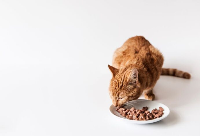 Alimentos úmidos