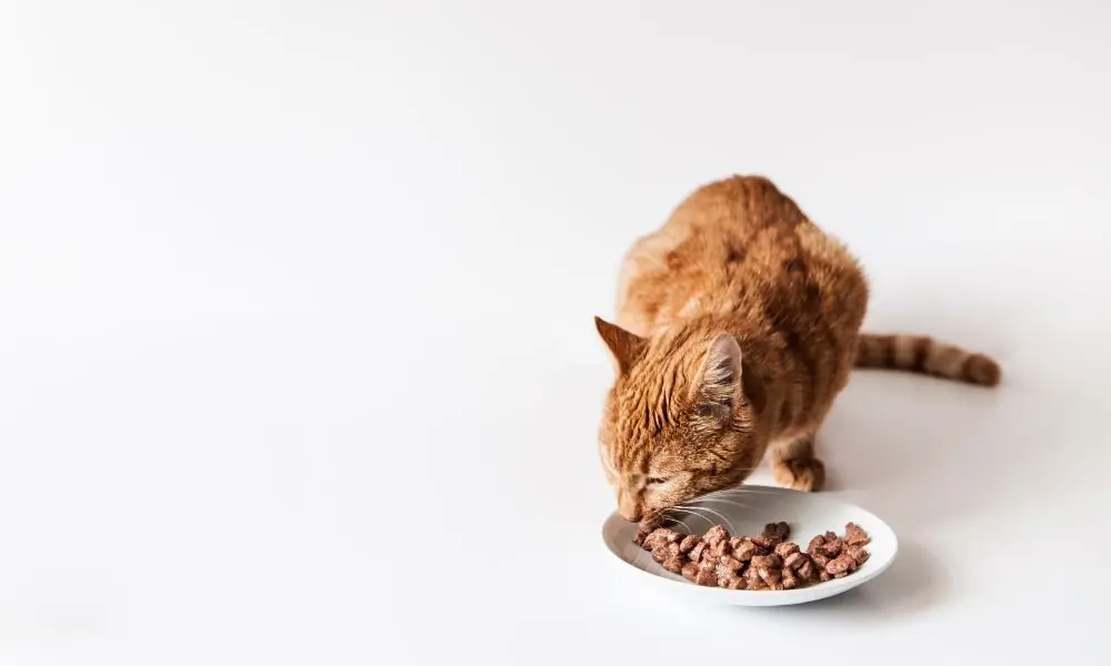 Alimentos úmidos