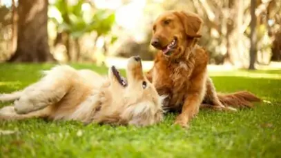 Creche para cachorros