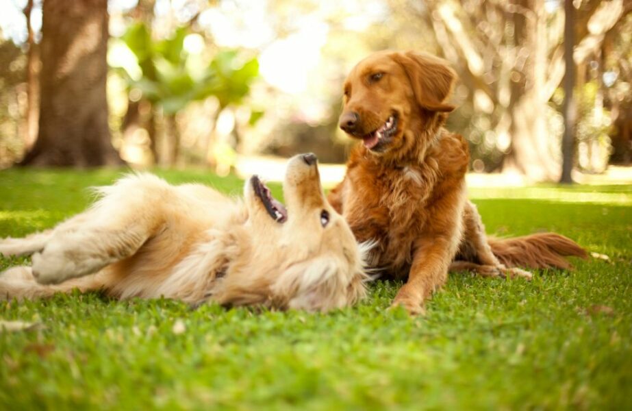 Creche para cachorros